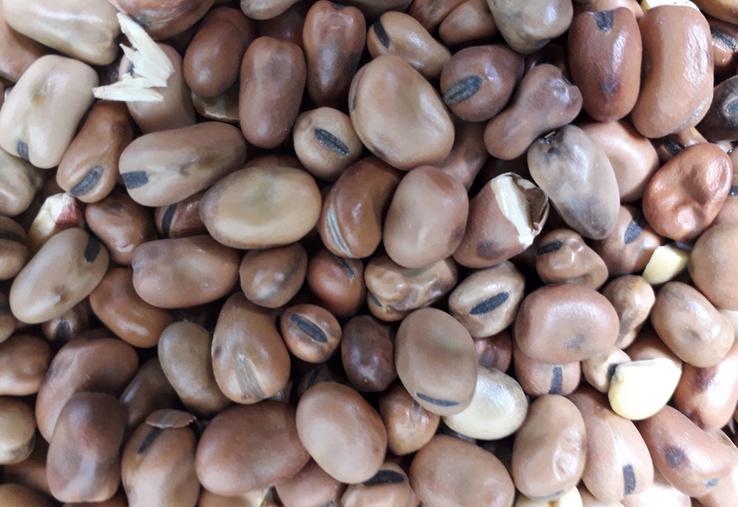 La féverole est plus ou moins bien consommée selon les lots d'agneaux.