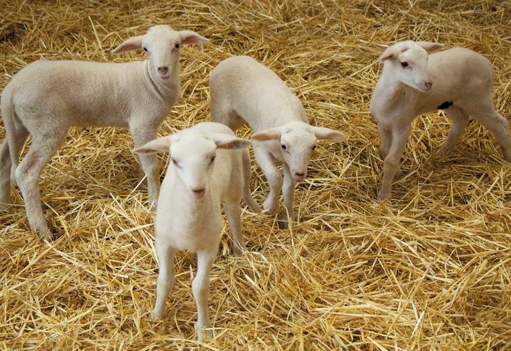 En 2024, 3,045 millions d'agneaux ont été abattus en France, mais la production nationale ne couvre que 41 % de la consommation.