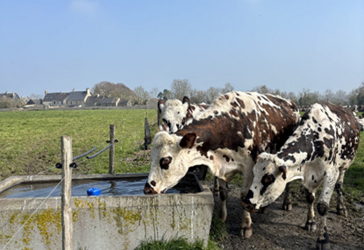 Les normandes à Saint-Marcouf.