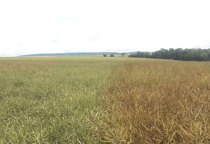 Après plusieurs épisodes de stress depuis janvier, le colza achève sa campagne avec une maturation accélérée.