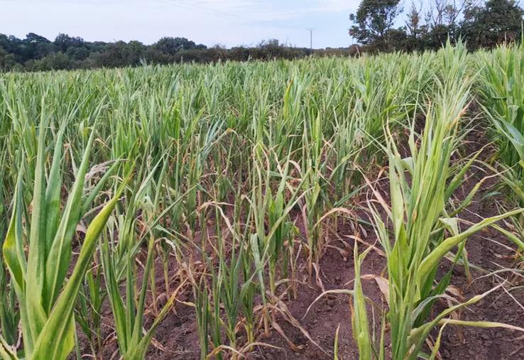 La floraison d'une grande partie des maïs a été limitée voire impossible. Les conséquences associées sont notamment la production d'épis très hétérogènes avec peu de grains et, dans les situations les plus catastrophiques, des maïs sans épi.