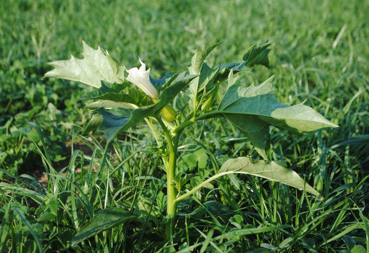 Le datura est particulièrement toxique et persiste dans le fourrage conservé.